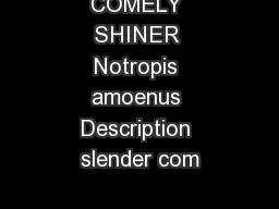 COMELY SHINER Notropis amoenus Description slender com