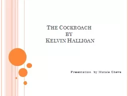 The Cockroach by  Kelvin Halligan