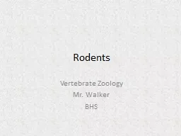 Rodents Vertebrate Zoology