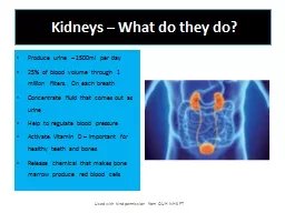 Kidneys – What do they do?