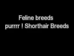 Feline breeds purrrr ! Shorthair Breeds