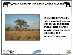 The African savanna is a rolling grassland scattered with shrubs and isolated trees. Located