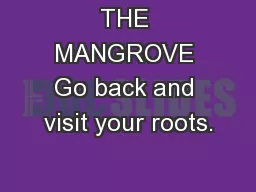 THE MANGROVE Go back and visit your roots.