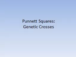 Punnett  Squares: Genetic Crosses