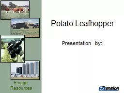 Potato Leafhopper Presentation by: