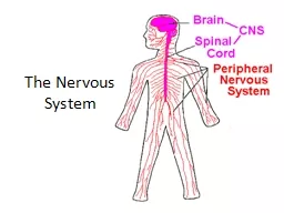 The Nervous System Video Anticipation Statements
