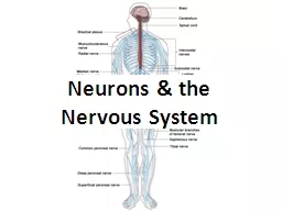 Neurons & the Nervous System