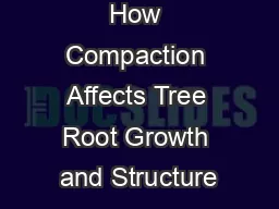 How Compaction Affects Tree Root Growth and Structure