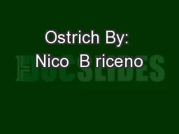 Ostrich By: Nico  B riceno