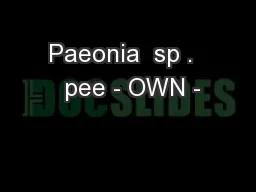 Paeonia  sp .   pee - OWN -