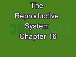 The Reproductive System Chapter 16