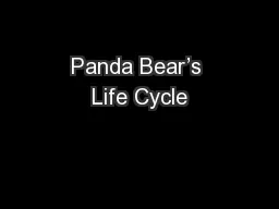 Panda Bear’s Life Cycle