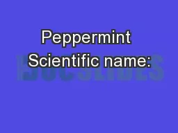 Peppermint Scientific name: