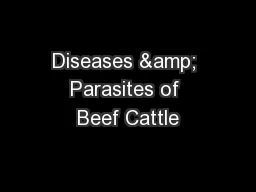Diseases & Parasites of Beef Cattle