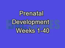 Prenatal Development  Weeks 1-40