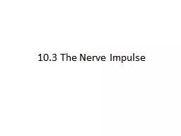 10.3 The Nerve Impulse Learning Objectives