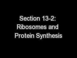 Section 13-2: Ribosomes and Protein Synthesis