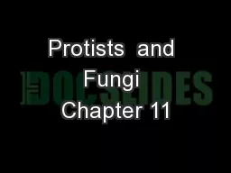 Protists  and Fungi Chapter 11