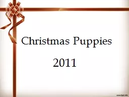Christmas  Puppies 2011 Yorkshire