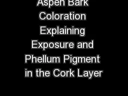 Aspen Bark Coloration Explaining Exposure and Phellum Pigment in the Cork Layer