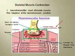 Skeletal Muscle Contraction