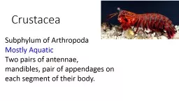 Crustacea Subphylum of Arthropoda