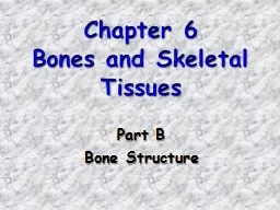 Chapter 6 Bones and Skeletal Tissues
