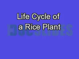 Life Cycle of a Rice Plant