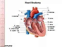 RMC Design Heart Anatomy
