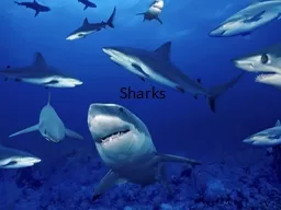 Sharks Classification Kingdom Animalia