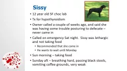 Sissy 12 year old SF choc lab