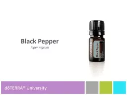 Black Pepper Piper  nigrum