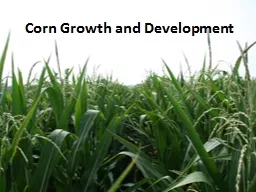 Corn Growth and Development
