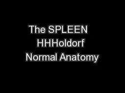 The SPLEEN   HHHoldorf Normal Anatomy