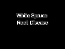 White Spruce Root Disease