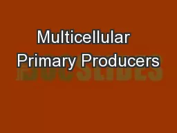 Multicellular  Primary Producers