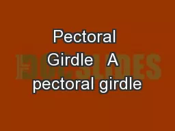 Pectoral Girdle   A  pectoral girdle