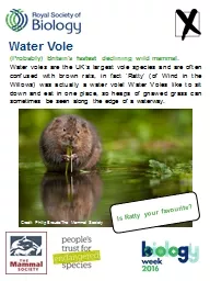 Water Vole (Probably) Britain's fastest declining wild mammal.