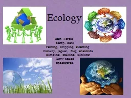 Ecology               Rain Forest