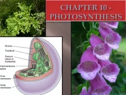 CHAPTER 10 - Photosynthesis