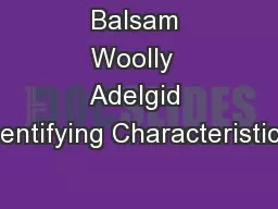 Balsam Woolly  Adelgid Identifying Characteristics: