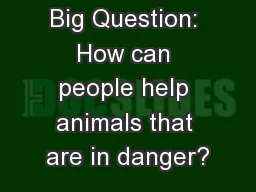 Big Question: How can people help animals that are in danger?