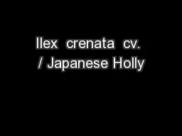 Ilex  crenata  cv. / Japanese Holly
