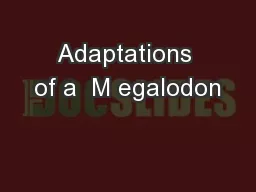 Adaptations of a  M egalodon