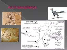 Archaeopteryx Missing link between reptiles and birds?