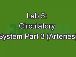 Lab 5: Circulatory System Part 3 (Arteries)
