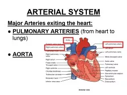 ARTERIAL SYSTEM Major Arteries exiting the heart: