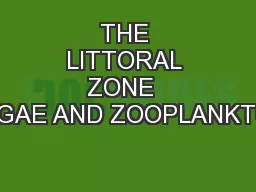 THE LITTORAL ZONE  ALGAE AND ZOOPLANKTON