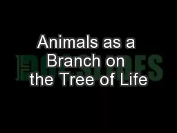 Animals as a Branch on the Tree of Life