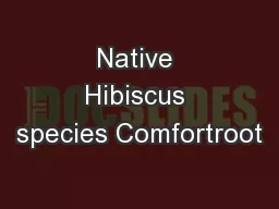 Native Hibiscus species Comfortroot